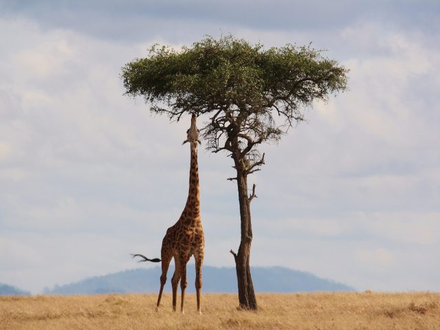 giraffe-2191662